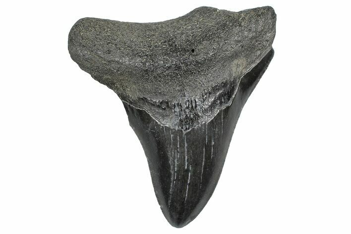 Serrated, Fossil Megalodon Tooth - South Carolina #362502